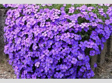 Aubrieta X Cultorum Cascade Purple