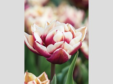 Tulip Wyndham (5/packet)