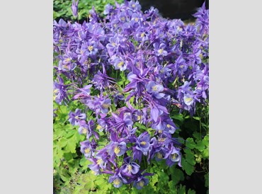 Aquilegia Caerulea Earlybird Purple-Blue