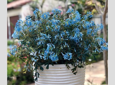 Corydalis Flexuosa Porcelain Blue