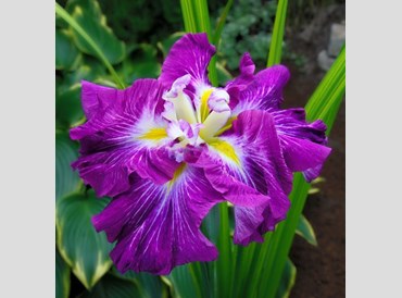 Iris Ensata Persephone