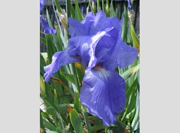 Iris Germanica Lavender Blue (Bearded)