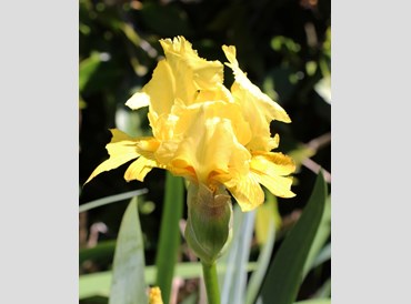 Iris Germanica Yellow (Bearded)