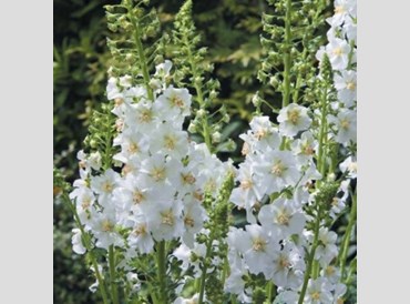 Verbascum Phoeniceum Flush Of White