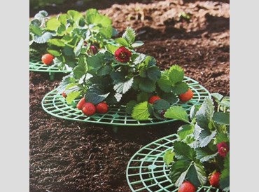 Garden - Strawberry Support Rack (3 Pack)