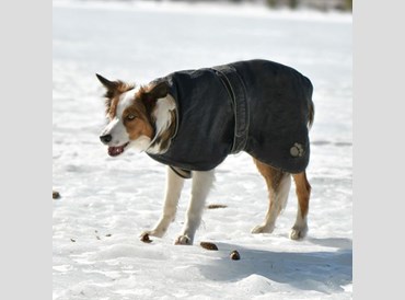 Pet - Dog Orleans Coat Black - 50cm