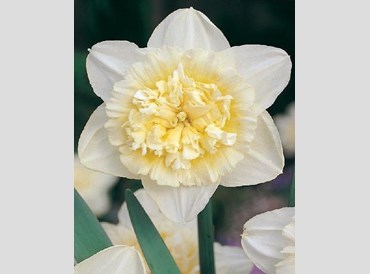 Narcissus Ice King (5/packet)