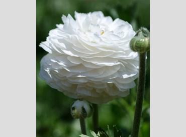 Ranunculus White (10/packet)