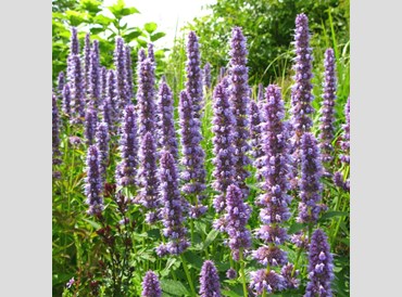 Agastache Blue Fortune