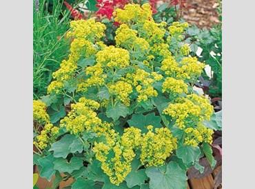 Alchemilla Mollis Thriller