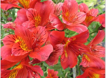 Alstroemeria Red Baron