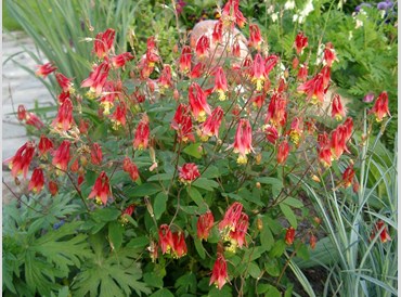 Aquilegia Canadensis Little Lanterns