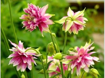 Aquilegia Vulgaris Nora Barlow