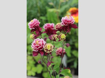 Aquilegia Vulgaris Winky Double Red-White