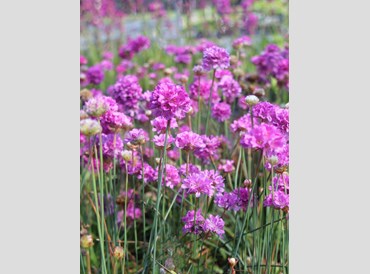 Armeria Pseudarmeria Ballerina Lilac