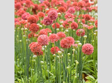 Armeria Pseudarmeria Ballerina Red