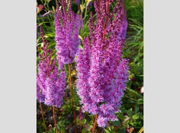 Astilbe Chinensis Taquetii