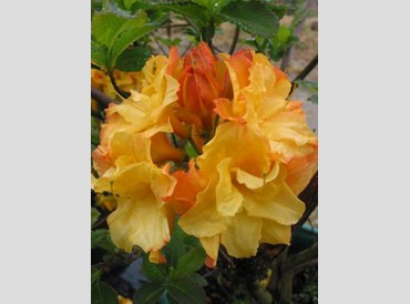 Azalea Midas (Deciduous)