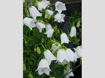 Campanula Cochleariifolia Bavaria White