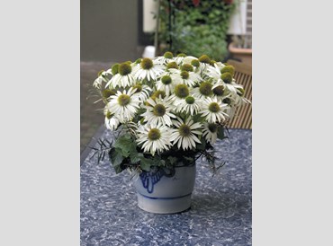 Echinacea Purpurea Primadonna White