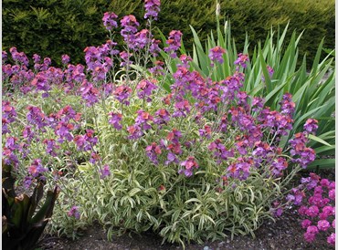 Erysimum Linifolium Vareigata