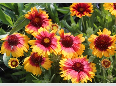 Gaillardia Aristata Mesa Bright Colour