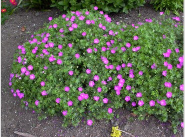 Geranium Sanguineum New Hampshire Purple