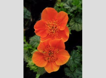 Geum Coccineum Tango