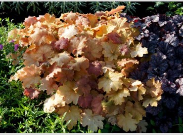 Heuchera Kassandra