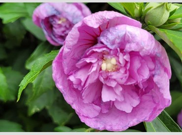 Hibiscus Syriacus Heidi