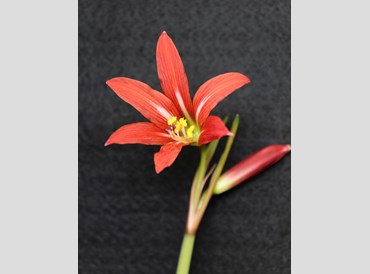 Hippeastrum Miniature Red