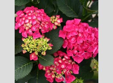 Hydrangea Macrophylla Paris