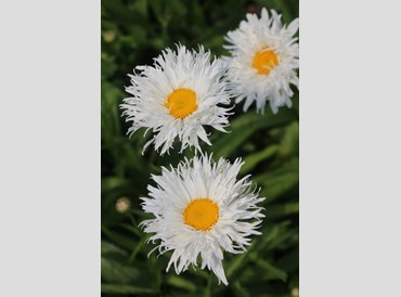 Leucanthemum X Superbum Snow Drift