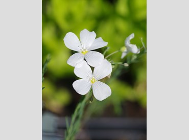 Linum Perenne Nanum Diamond