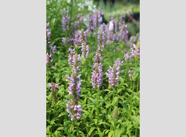 Nepeta Nervosa Pink Cat