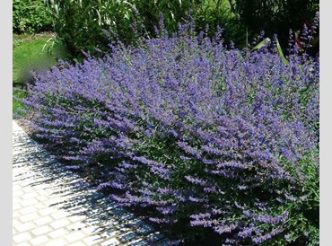 Nepeta Racemosa (Same As Mussinii)