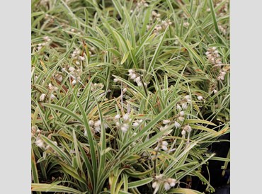 Ophiopogon Pinstripe