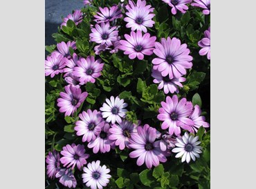 Osteospermum Daydream