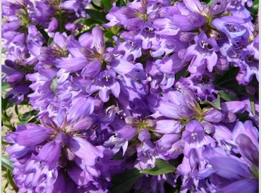 Penstemon Virgatus Blue Buckle