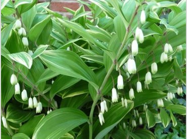 Polygonatum X Hybridum