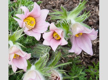 Pulsatilla Vulgaris Pearl Bells