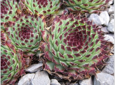 Sempervivum Calcareum