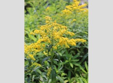 Solidago Canadensis Little Miss Sunshine