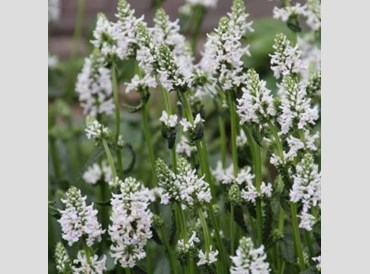 Stachys Discolor