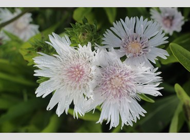 Stokesia Laevis White Star