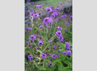 Verbena Rigida