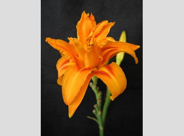 Hemerocallis Fulva Flore Pleno (Bare Rooted)