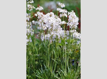 Lychnis Viscaria Snowbird