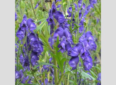 Aconitum Napellus Newry Blue